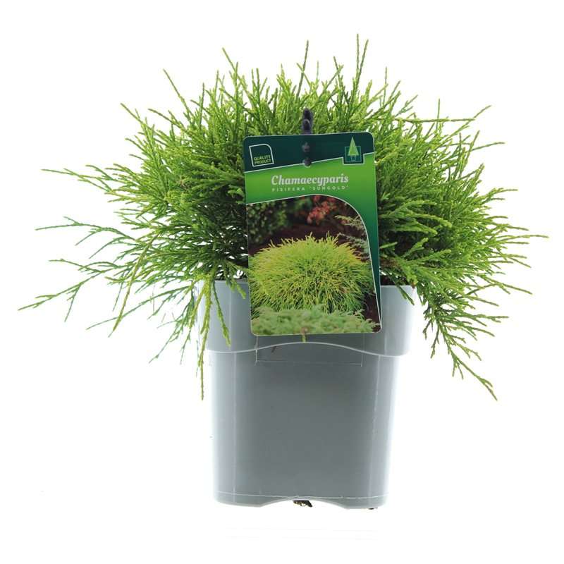 Кипарисовик горохоплодный Санголд